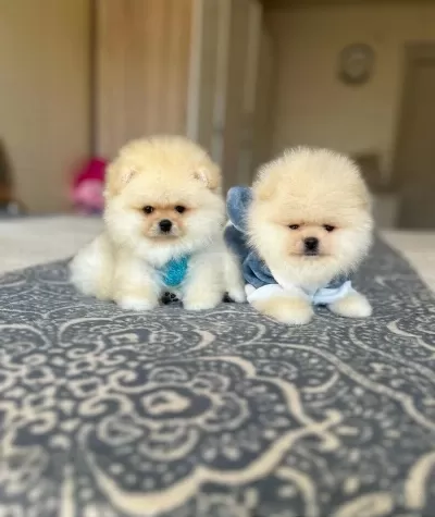 Bal Gibi 2 Ayicik Pomeranian