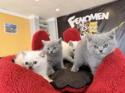 Renk Renk Orjinal British Shorthair Yavruları Ankara