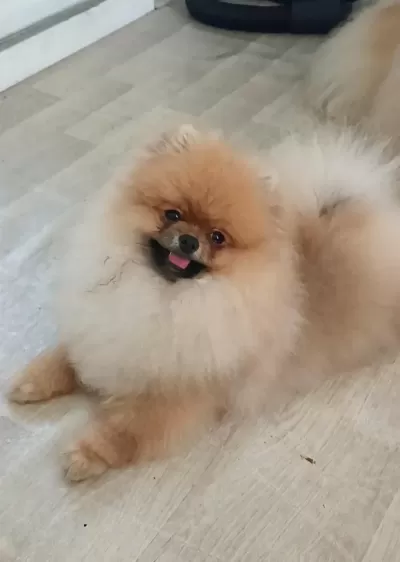 Pomeranian Boo Köpeği