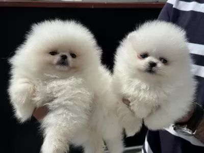 Ankarada Ziyarete Açık Teddy Face Pomeranian