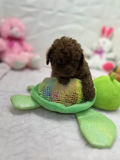 2.5 Aylık Toy Poodle Bebekler