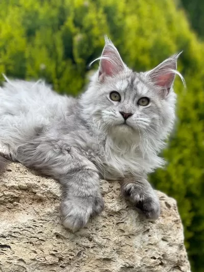 Maine Coon Shaded Line Polydactyl Erkek