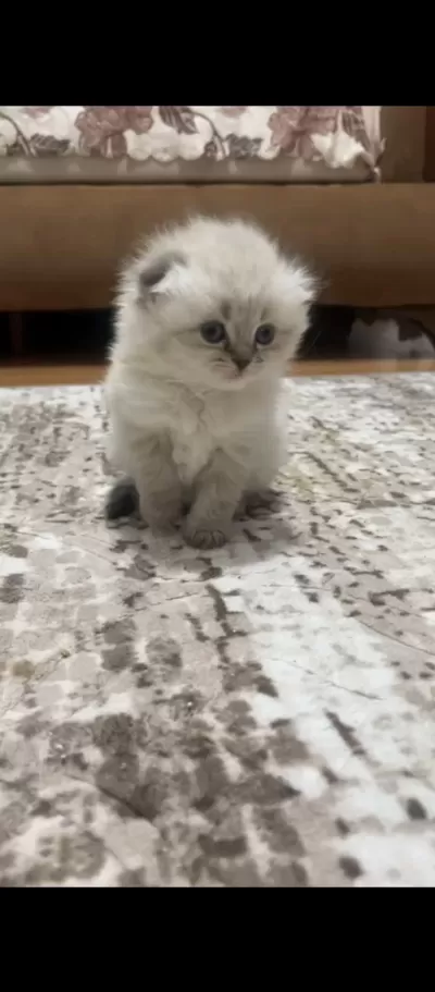 Kuru Mamaya Ve Kum Kabına Alışkın Sevimli Bir Scottish Fold