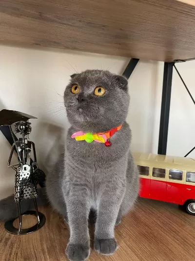 Ücretsiz Scottish Fold Kedisi