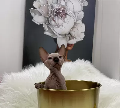 Sphynx Sfenks Dişi Erkek