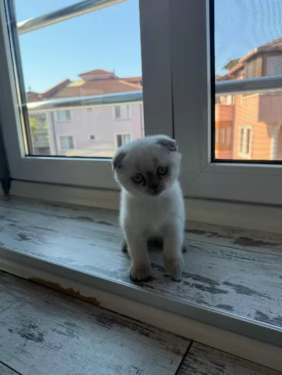 2 Adet Dişi Scottish Fold