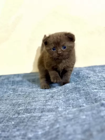 Erkek Çikolata Scottish Fold