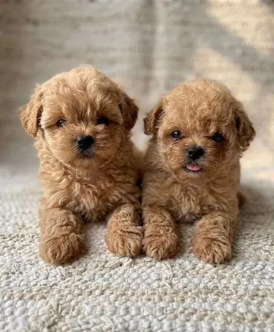 Petmode Köpek Çiftliğinden Tea Cup Kore Maltipoo