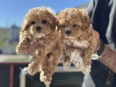 Ankrada Yasal Ruhsatlı Çiftlikden Maltipoo Yavrularımız