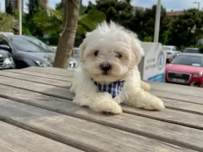 Maltese Terrier Sifir Numara A Kalite Yavrularim