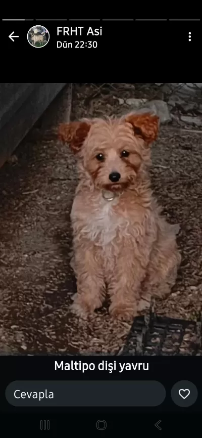Uslu Bir Maltipoo Kiz