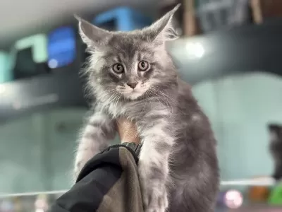 Yasal Ruhsatlı Çiftlikde Ziyarete Açık Maine Coon Lar