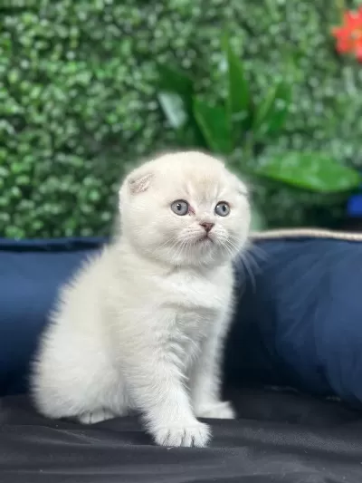 Koca Kafa Kedilerimiz Aa Kalite Safkandir