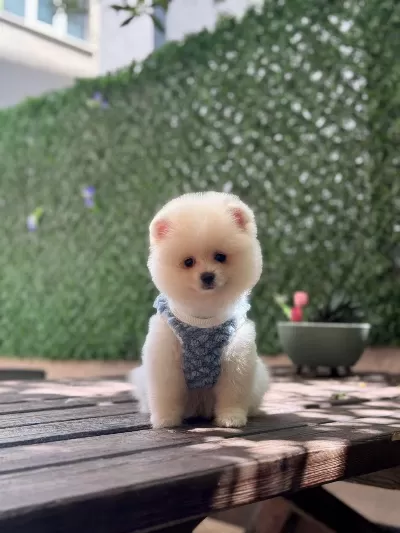 Sağlik Ve İrk Garantili Pomeranian Bebek