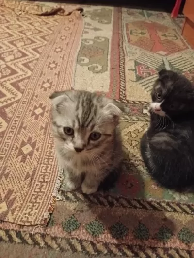 Toplu Veya Tek Kedilerim