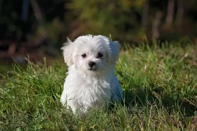 Maltese Terrier Xs Oyuncu Ve Uyumlu Yavrular