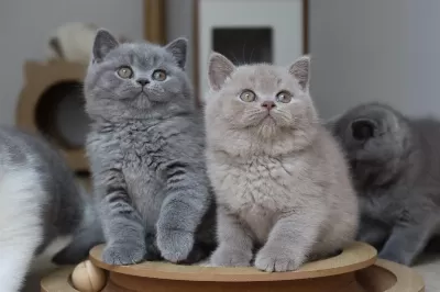 Koca Kafa Baby Face British Shorthair Yavruları