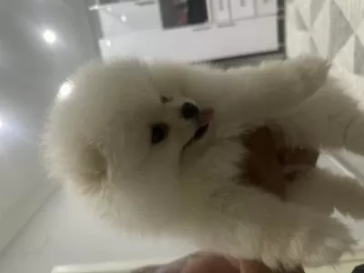 Pomeranian Boo Köpeği 3 Aylık