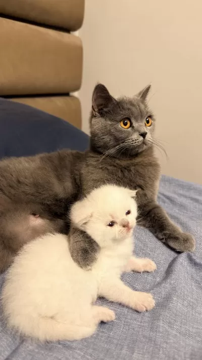 1 Aylık Kırık Kulak Scottish Fold