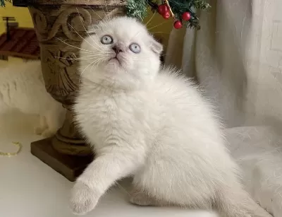 Scottish Fold Blue Point Yavrular