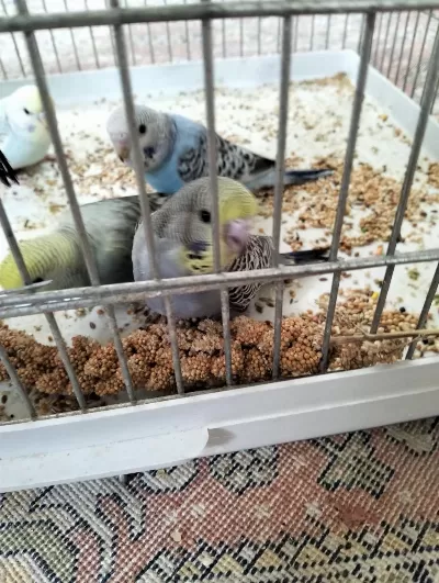 Yeni Yem Yemeye Başladı Yavru Muhabbet Kuşları