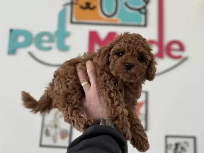 Petmode Köpek Çiftliğinden Tea Cup Kore Poodle