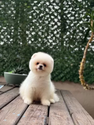Ayıcık Surat Pomeranian Boo Bebekler
