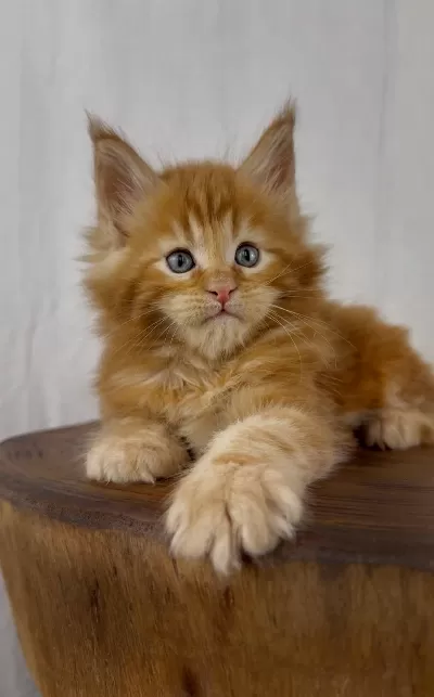 Maine Coon Erkek Üst Kaliteli Wcf