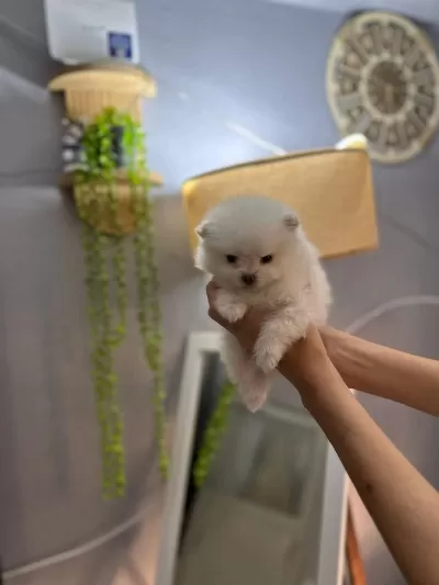Pomeranian Boo Erkek Ve Dişi Yavrularımız