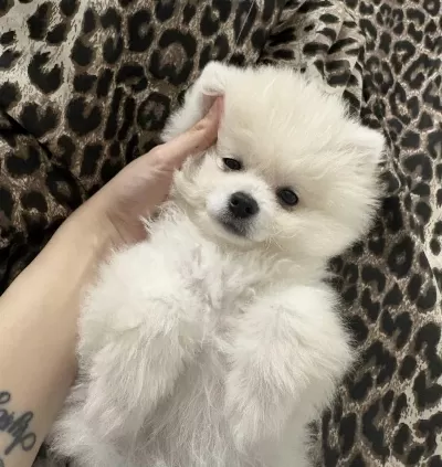 Pomeranian Dişi Üst Kaliteli