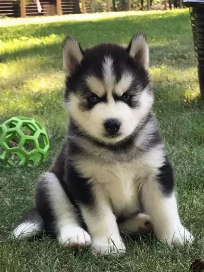 Mavi Gözlü Husky Şekerlemeler