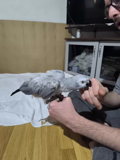 Evcil Jako Papağanımız