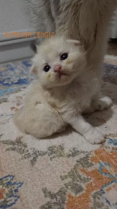 Sarı Top Scottish Fold Kedimiz