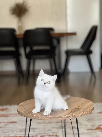 Güzel Bebeğim Safkan British Shorthair Yavrum