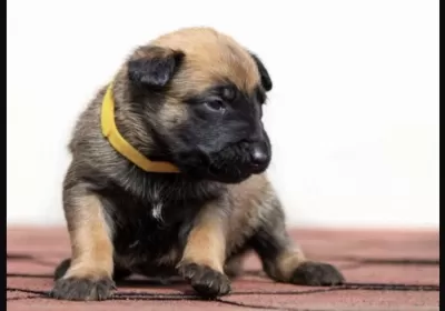 Belçika Kurdu Orijinal Köpeğimiz