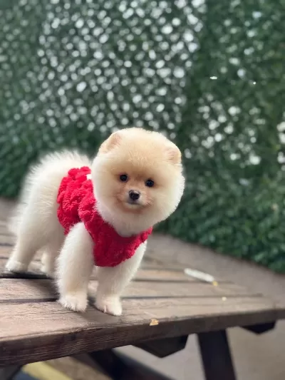 Sağlik Ve İrk Garantili Pomeranian