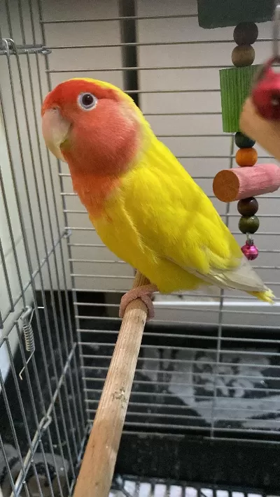 Erkek Cennet Papağanı Kafesiyle Birlikte