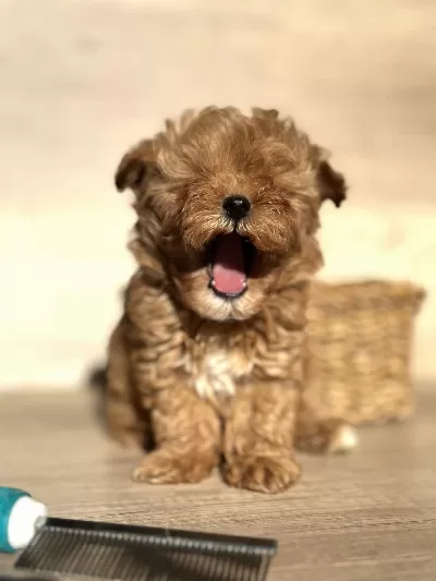 Tiny Teddy Face Kore Maltipoo