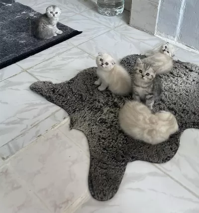 Scottish Fold Blue Point Yavrularımız