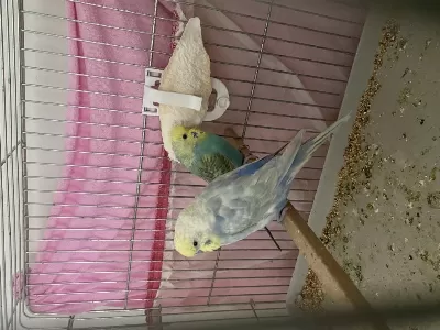 Çift Muhabbet Kuşumuz