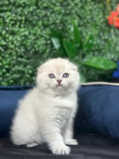 Koca Kafa Kedilerimiz Aa Kalite Safkandır