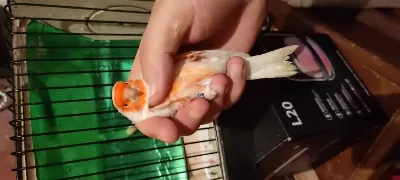 Eşsiz Üst Düzey Almozaik Kanaryalar