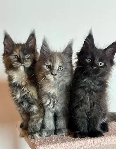 Maine Coon Üst Kaliteli Yavrular