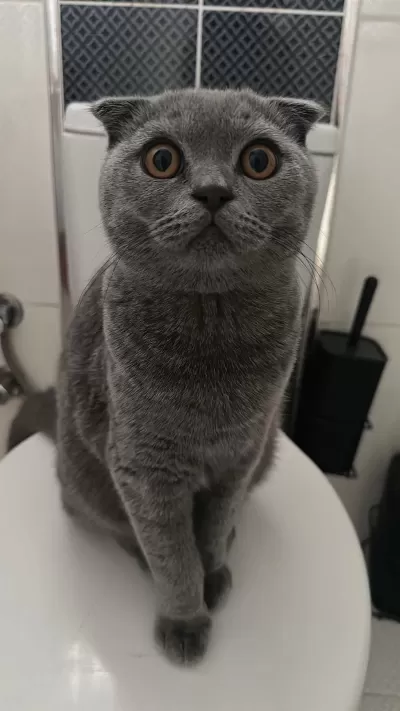6 Aylık Safkan Scottish Fold