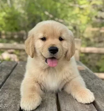 Çok Yanlizsiniz Önemli Değil Bir Golden Retriever Alin