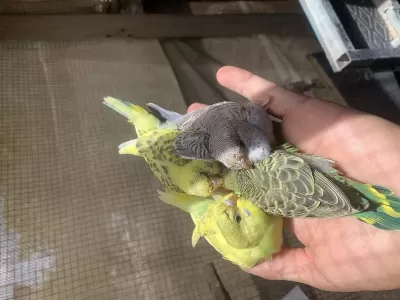 Tazecik Muhabbet Kuşu Yavruları