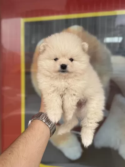 Pomeranian Yavrular İçin Arayabilirsiniz