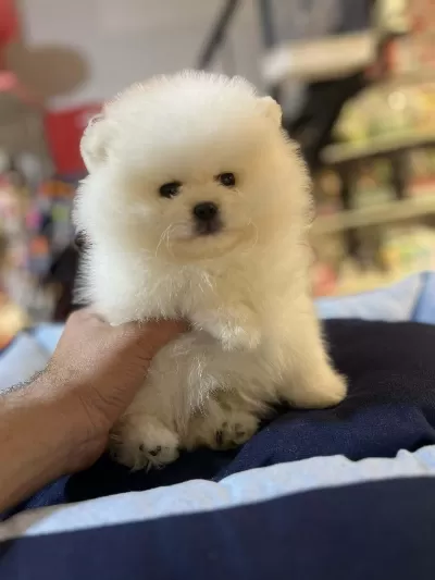 Show Calass Mikrochipli Teddy Bear Surat Pomeranian Boo