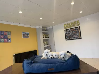 Orjinal Teacup Maltese Yavrular Ankara Mağazamiz Açik