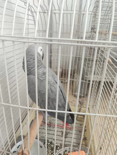 Jako Kango Kırmızı Kuyruk